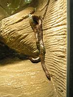 Anaconda (Eunectes murinus) (Photo F. Mrugala) (1)